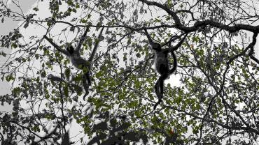 La selva maya de Guatemala registra pérdidas incalculables tras 62 días de incendios