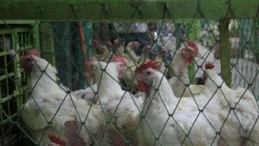 OMS gripe aviar nino india