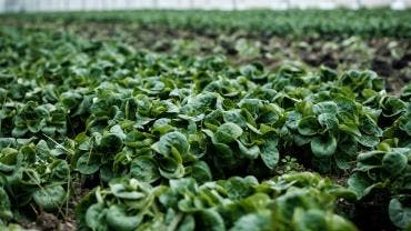 Agricultura