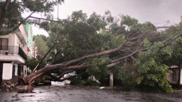 arbol cae Vasco Quiroga GAM