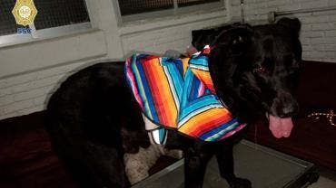 choca automovilista muere perro SSC colonia Roma