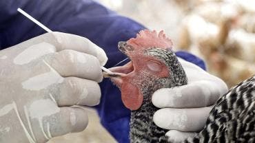 cuarto caso gripe aviar EU