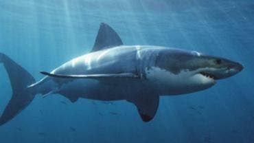Detectan tiburones intoxicados con cocaína en Brasil