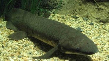 Descifran el genoma animal más grande del mundo