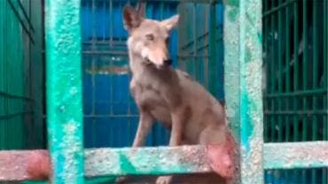 Jauría de lobos en la India