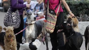 paseadores perros  ignoran Ley Maple