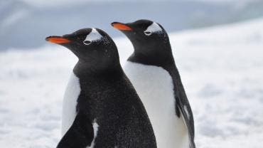 pinguino gay Sphen Magic