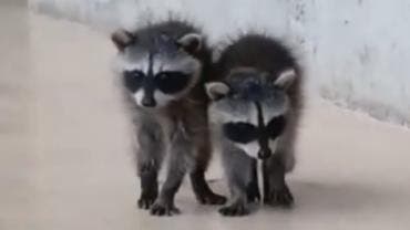 Bebés mapache