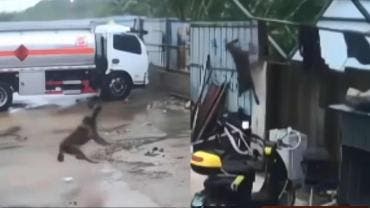 Perro ‘amarrado’ sale volando por fuertes vientos durante tormenta 