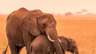 Zimbabue sacrificará a casi mil elefantes para aliviar el hambre causada por la sequía