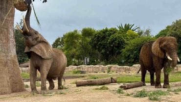 Ely, la elefanta más triste del mundo recibe terapia láser 