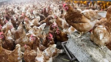 gripe aviar granjas lecheras EU OMS