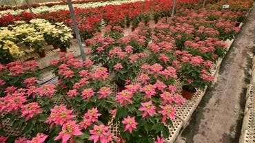 lluvias afectan produccion nochebuena cempasuchil