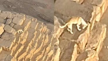 (video) Perrito escala y llega a la cima de la Gran Pirámide de Guiza 