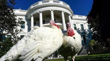 Pavos en la Casa Blanca