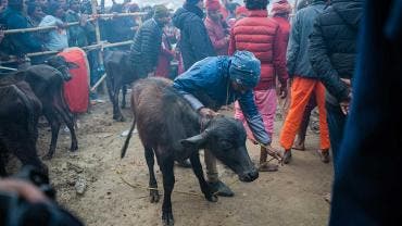 Búfalos sacrificados en Nepal