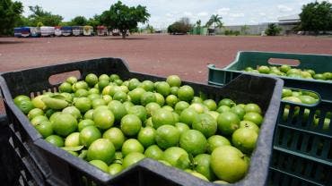 cierran oficinas Tianguis Limonero Apatzingan