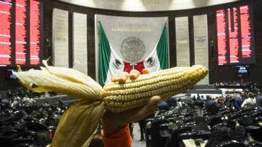 diputados avalan reforma contra maiz transgenico