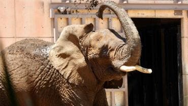 Fallo histórico: SCJN ampara a la elefanta Ely