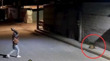 Sujeto arroja piedra sobre perrito “Huesitos” mientras dormía en Puebla