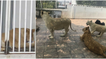 Fotografía de tres leones viviendo en la azotea de un domicilio particular.