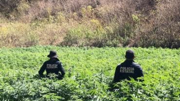 Aseguran cinco plantíos e invernadero de marihuana en Sonora