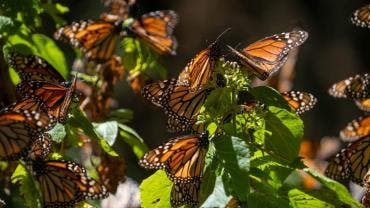 Aumenta 99% la superficie ocupada por la mariposa monarca, pese al cambio climático