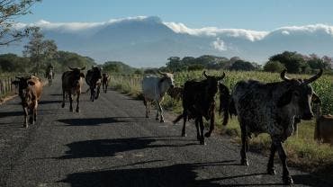 cae actividad economica enero Inegi
