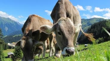 Eslovaquia emergencia nacional fiebre aftosa