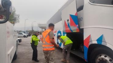 frena Profepa contrabando tortuga pavo real Puebla