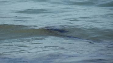 Oceana pide Sheinbaum crear zona veda petrolera