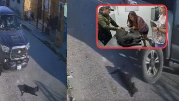 VIDEO  Conductor atropella a perrita en repetidas ocasiones en Yucatán