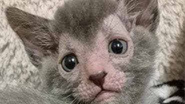 gato lobogato lobo