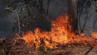 Conafor reporta 123 incendios forestales activos en el país