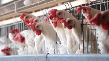 Detectan influenza aviar AH7N3 en granja comercial de Nuevo León 