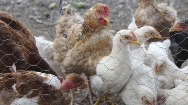 Detectan primer caso humano de influenza aviar H5N1 en México