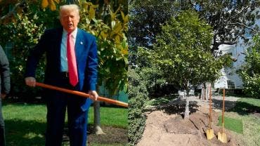 Donald Trump Maganolia