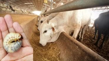 EU Mexico logran acuerdo gusano barrenador