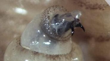 Mexico 406 brotes gusano barrenador