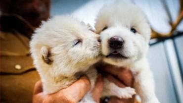 'No es desextinción': científicos sobre lobos grises genéticamente modificados