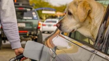 Semana Santa Fundación Haghenbeck pide priorizar bienestar animal en vacaciones