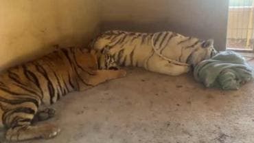 VIDEO | Rescatan dos tigres abandonados y extremadamente agresivos en Sinaloa 