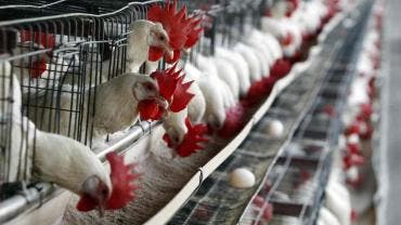 México suspende importación de productos avícolas de Brasil por brote de influenza aviar
