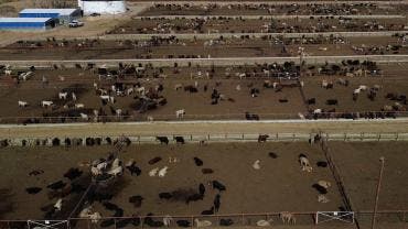 Confían ganaderos en reapertura de exportaciones tras acuerdo con EU