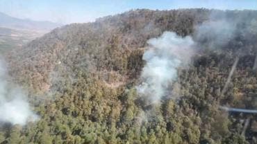 controlan 95 por ciento incendio Mariposa Monarca