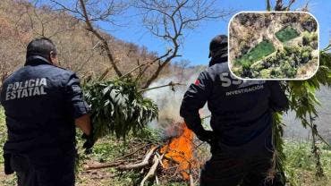 Destruyen cinco plantíos de marihuana en la sierra de Álamos, Sonora