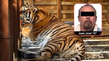 FOTOS  FGR asegura un tigre siberiano, un mono araña y otros animales en Tijuana 