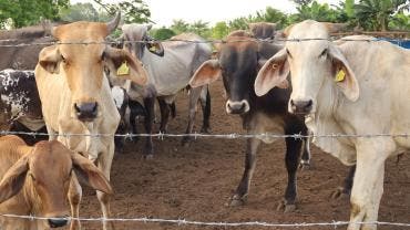 ganaderos critican falta control sureste Mexico gusano barrenador