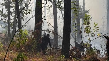 incendio forestal Mariposa Monarca Michoacan
