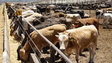 UNTA Senasica ganado FGR